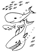 A coloring page of sea animal